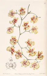 Oncidium divaricatum